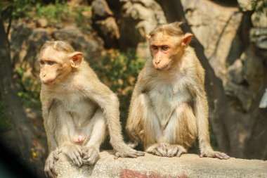 Çimento bloğunda oturan Hint makağı