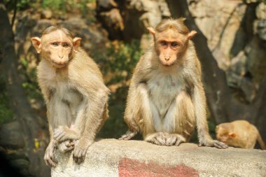 Çimento bloğunda oturan Hint makağı