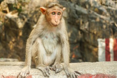 Çimento bloğunda oturan Hint makağı