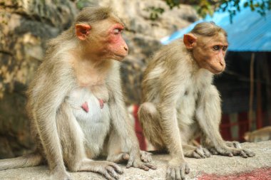 Çimento bloğunda oturan Hint makağı