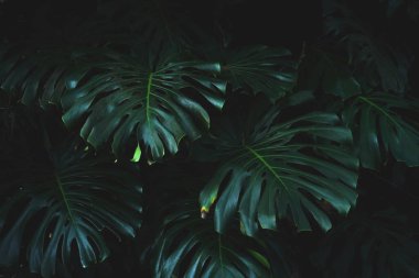 desenli koyu yeşil yaprak arkaplanı