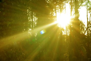 Ağaçların arasından parlayan güneş