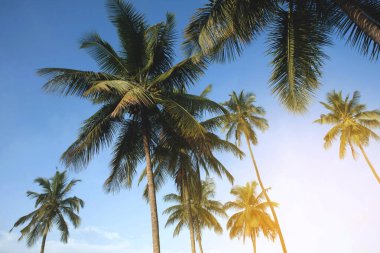 Mavi gökyüzüne karşı hindistan cevizi palmiyesi ve yazın güneş ışığı