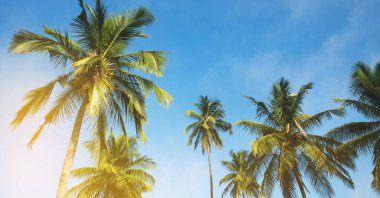 Mavi gökyüzüne karşı hindistan cevizi palmiyesi ve yazın güneş ışığı