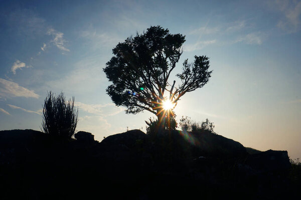 Silhouette of a tree with sun rays