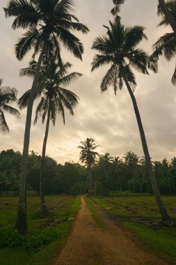 Mavi gökyüzüne karşı hindistan cevizi palmiyesi ve yazın güneş ışığı