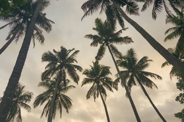 Kokosnoot Palmboom Tegen Blauwe Lucht Zonlicht Zomer — Stockfoto