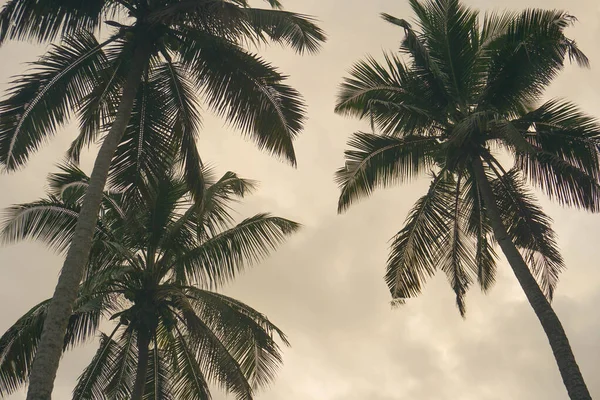 Kokosnoot Palmboom Tegen Blauwe Lucht Zonlicht Zomer — Stockfoto