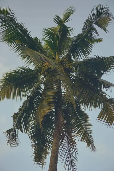 Cocotier Contre Ciel Bleu Lumière Soleil Été — Photo