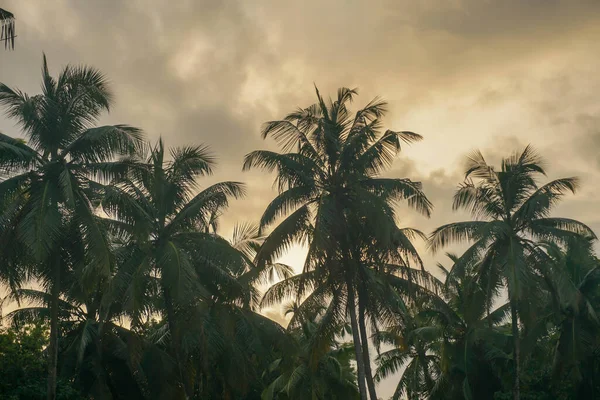 Kokosnoot Palmboom Tegen Blauwe Lucht Zonlicht Zomer — Stockfoto