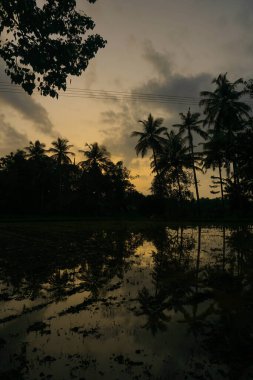 Mavi gökyüzüne karşı hindistan cevizi palmiyesi ve yazın güneş ışığı