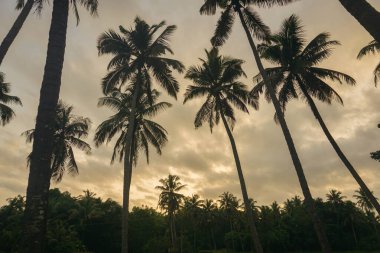 Mavi gökyüzüne karşı hindistan cevizi palmiyesi ve yazın güneş ışığı