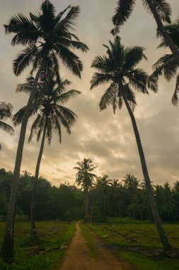 Mavi gökyüzüne karşı hindistan cevizi palmiyesi ve yazın güneş ışığı