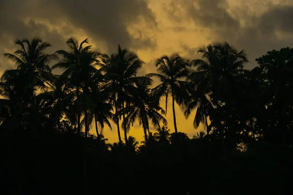 하늘과 여름철 햇살을 등지고 코코넛 야자수 — 스톡 사진