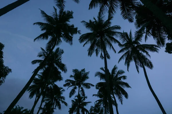 Kokosové Palmy Proti Modré Obloze Slunečnímu Svitu Létě — Stock fotografie