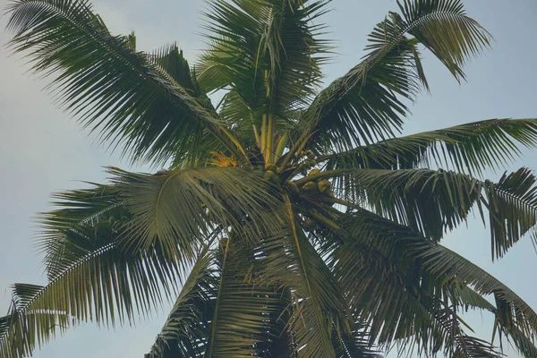 Cocotier Contre Ciel Bleu Lumière Soleil Été — Photo