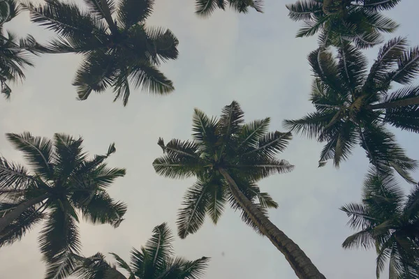 椰子树在蓝天和阳光的映衬下生长 — 图库照片