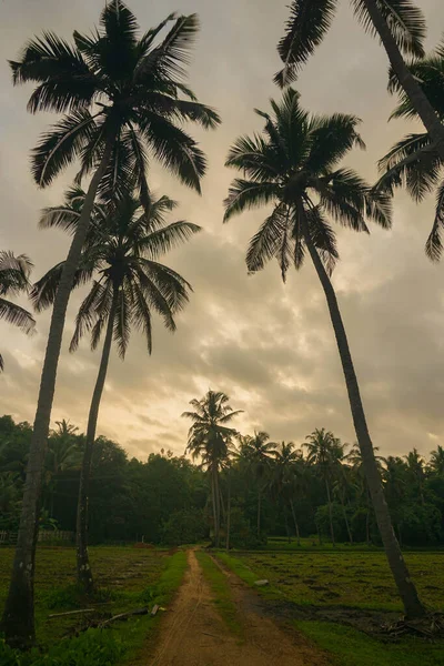 Mavi gökyüzüne karşı hindistan cevizi palmiyesi ve yazın güneş ışığı