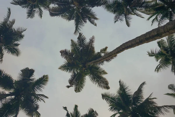 Cocotier Contre Ciel Bleu Lumière Soleil Été — Photo