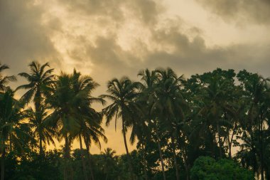 Mavi gökyüzüne karşı hindistan cevizi palmiyesi ve yazın güneş ışığı