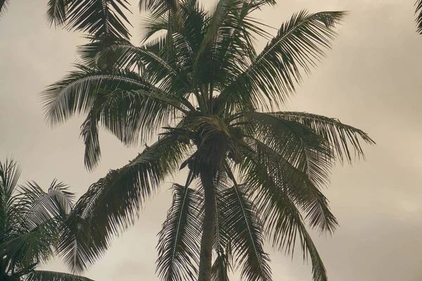 Cocotier Contre Ciel Bleu Lumière Soleil Été — Photo