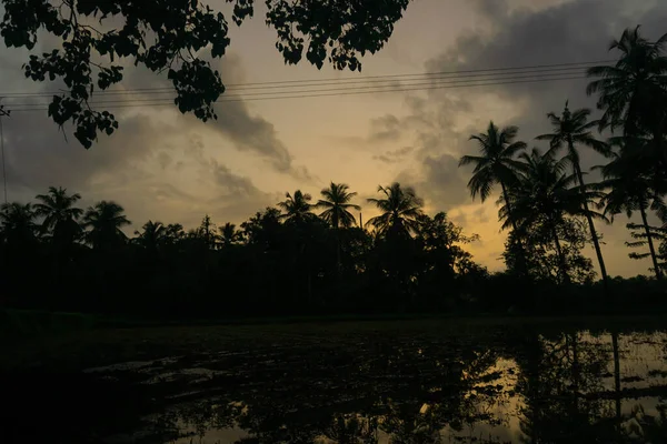 椰子树在蓝天和阳光的映衬下生长 — 图库照片