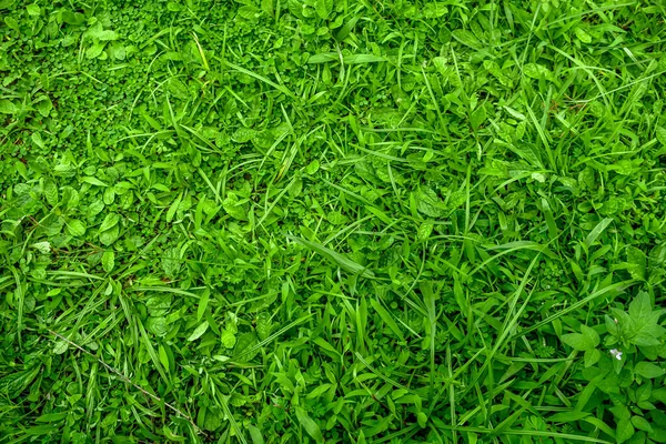 Grünes Gras Und Blätter Textur Hintergrund — Stockfoto