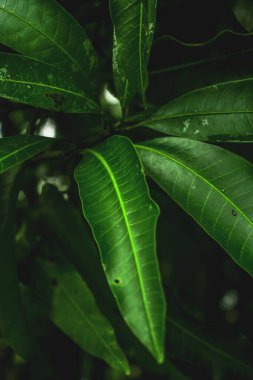 Yeşil yaprak dokusu arkaplanını kapat