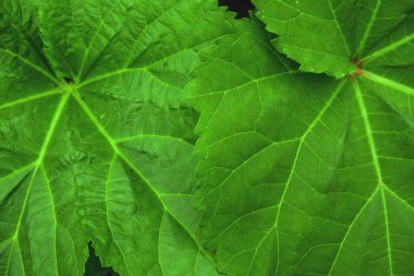 Yeşil yaprak dokusu arkaplanını kapat