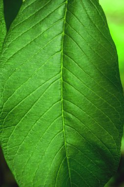 Yeşil yaprak dokusu arkaplanını kapat