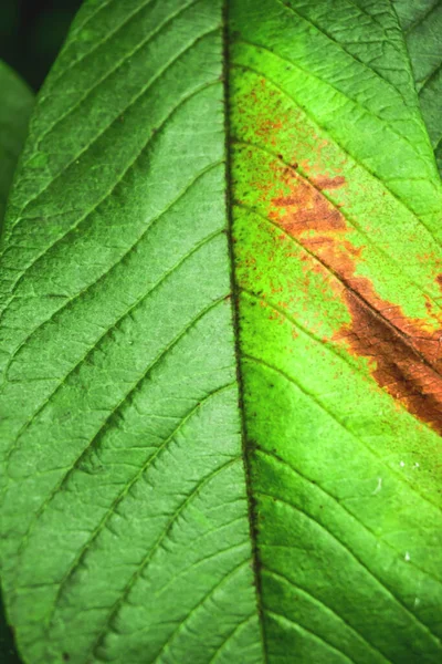 Close Green Leaf Texture Background — Stock Photo, Image