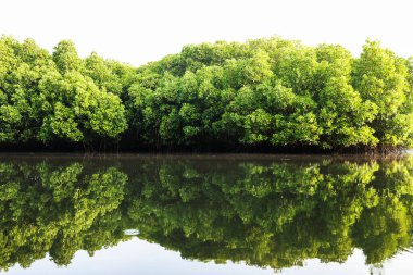 Sabahın erken saatlerinde Mangrove Ormanı