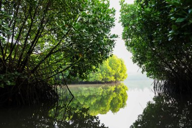 Sabahın erken saatlerinde Mangrove Ormanı