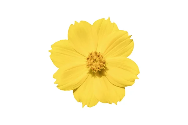 Belle Fleur Cosmos Jaune Coreopsideae Isolé Sur Fond Blanc Objet — Photo