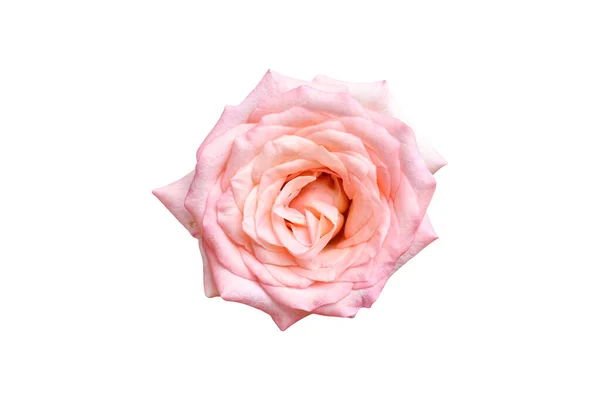 Mooie Roze Roos Geïsoleerd Witte Achtergrond Volledig Open Zachte Roos — Stockfoto