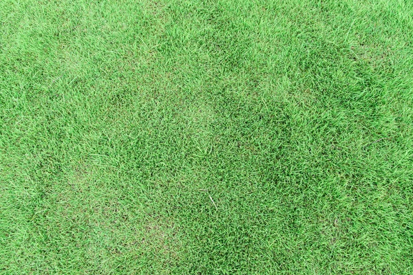 Nature Green Lawn Texture Background Top View Photo — Stock Photo, Image