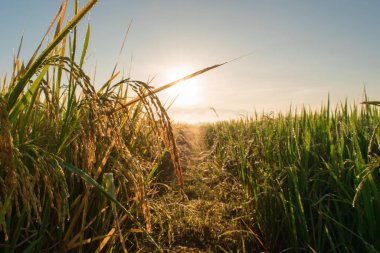 Güzel pirinç tarlaları ve mavi gökyüzü arka planı sabah kırsalda. Tarım kavramı.