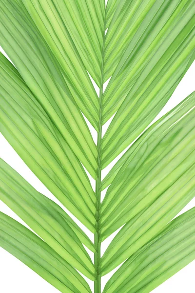 Palmiye Ağacının Yeşil Yaprağı Beyaz Arkaplanda Kırpma Yolu Ile Izole — Stok fotoğraf