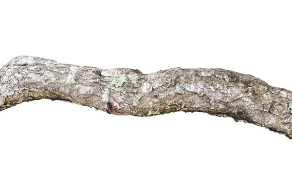 Tronco Albero Naturale Isolato Sfondo Bianco Oggetto Con Percorso Ritaglio — Foto Stock