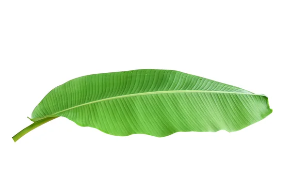 Banana Folha Verde Isolada Fundo Branco Com Caminho Recorte — Fotografia de Stock