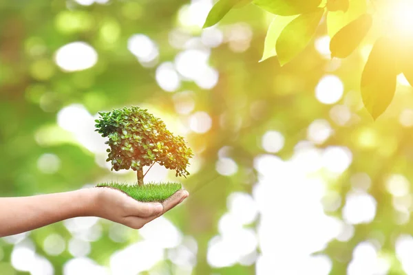 Ręczne Trzymanie Drzewa Nad Bokeh Zielone Tło Koncepcja Ochrony Środowiska — Zdjęcie stockowe