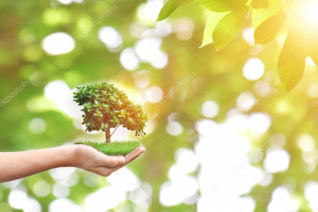 Hand holding tree over bokeh green background. Environment conservation concept.