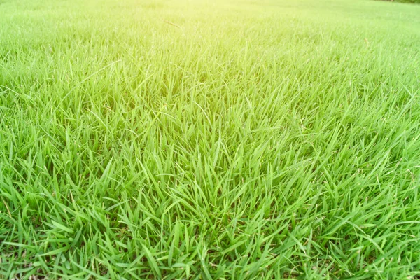 Zielona Tekstura Trawy Jako Tło Naturalny Krajobraz Łąkowy — Zdjęcie stockowe
