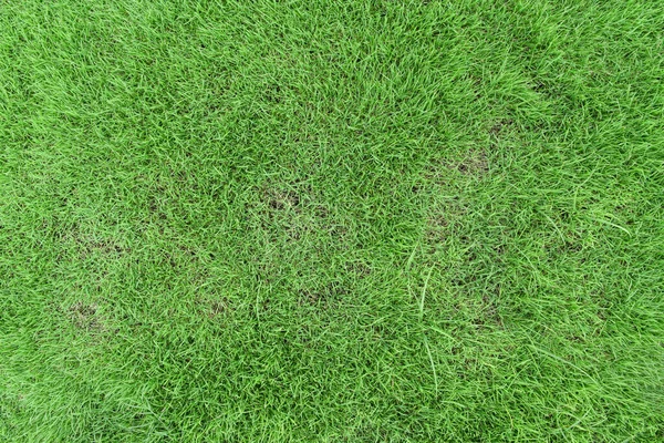 Zielona Tekstura Trawy Jako Tło Naturalny Krajobraz Łąkowy — Zdjęcie stockowe