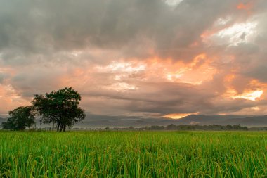 Sabah güneş doğarken yeşil pirinç tarlası ve gökyüzü arkaplanı.