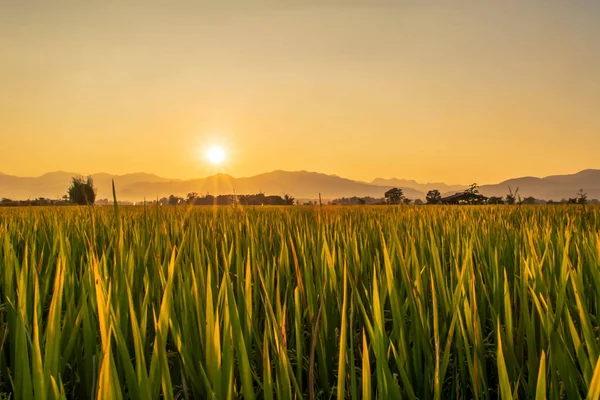 Schöne Grüne Reisfelder Und Himmel Hintergrund Bei Sonnenuntergang — Stockfoto