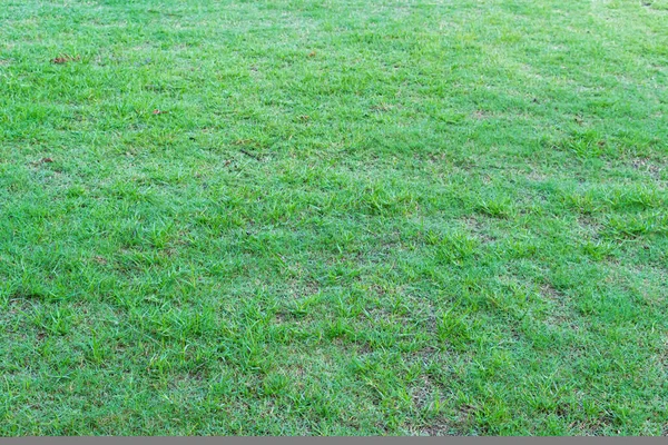 Naturalne Zielone Tło Tekstury Trawy Zielony Trawnik Golfa Lub Boiska — Zdjęcie stockowe