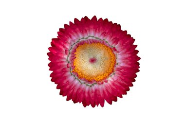 Beyaz arka planda izole edilmiş kırmızı çilek (Helichrysum bracteatum) çiçekleri. Kırpma yolu ile nesne.