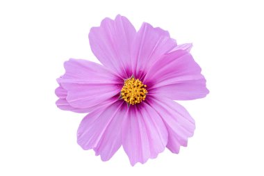 Pembe Kozmos çiçeği beyaz arka planda izole edilmiş. Kırpma yolu olan çiçeklenme fabrikası.