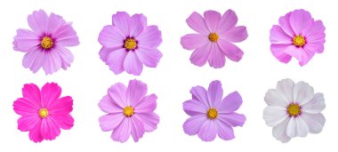 Beyaz arka planda izole edilmiş kozmos çiçeği seti. Kırpma yolu olan çiçeklenme fabrikası.